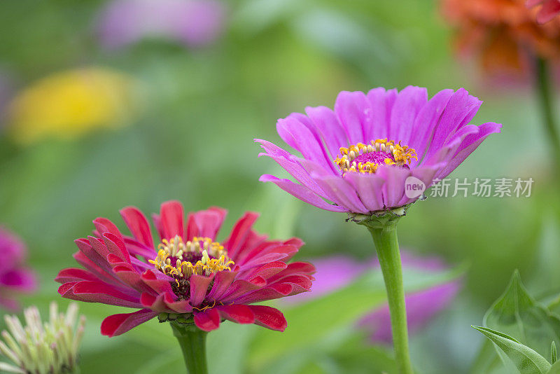 Zinnia盛开