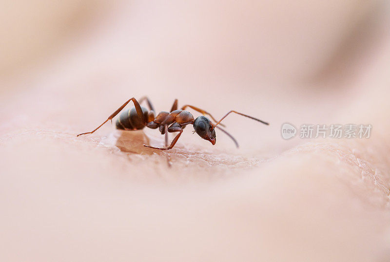 有害的小昆虫棕色蚂蚁在人的手皮肤上爬行
