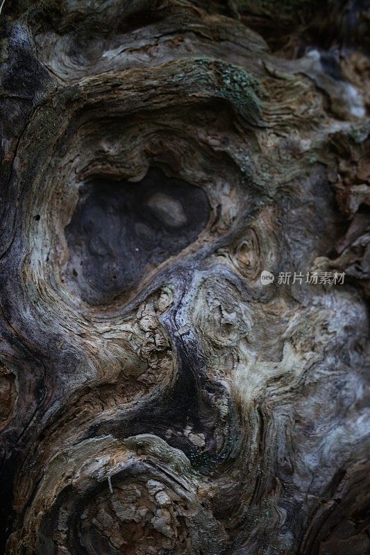 艺术梵高风格的全框架旋转树皮在树上