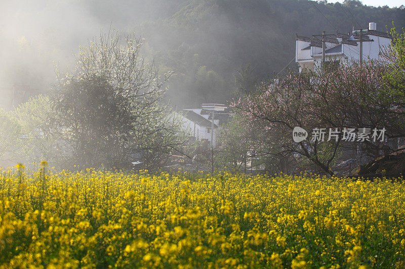 中国婺源的花椰菜和桃花