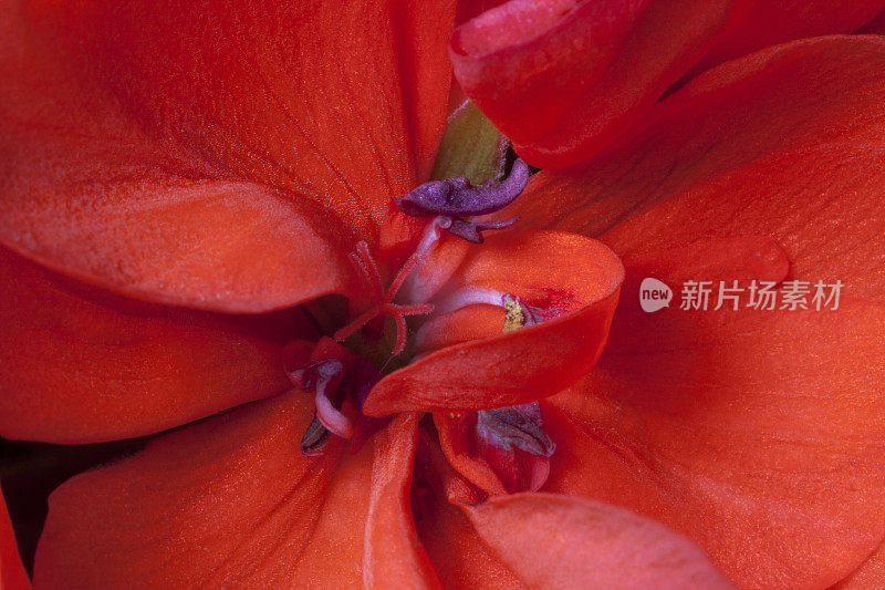一种红色天竺葵花的柱头和花药