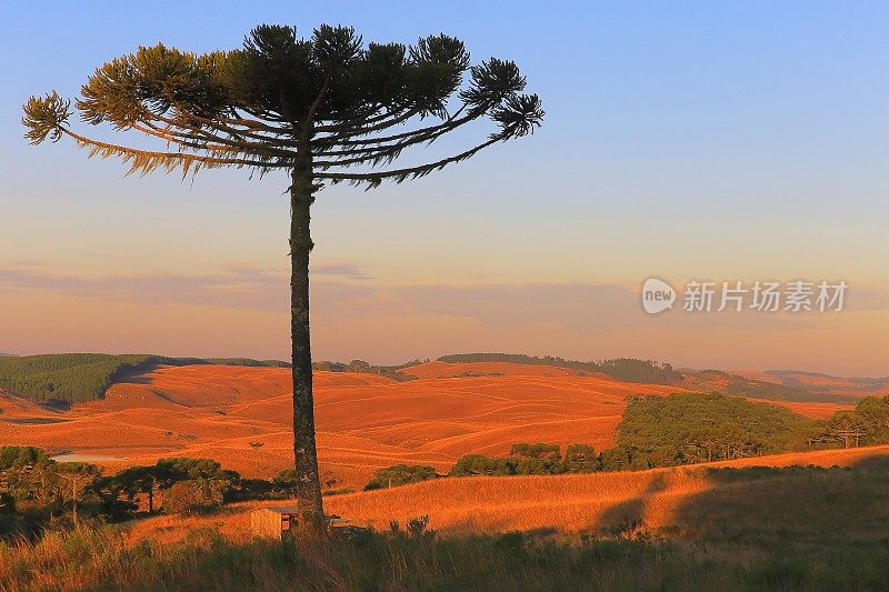 巴西南部，在金色日出的山丘上有一棵孤独的南洋杉松树
