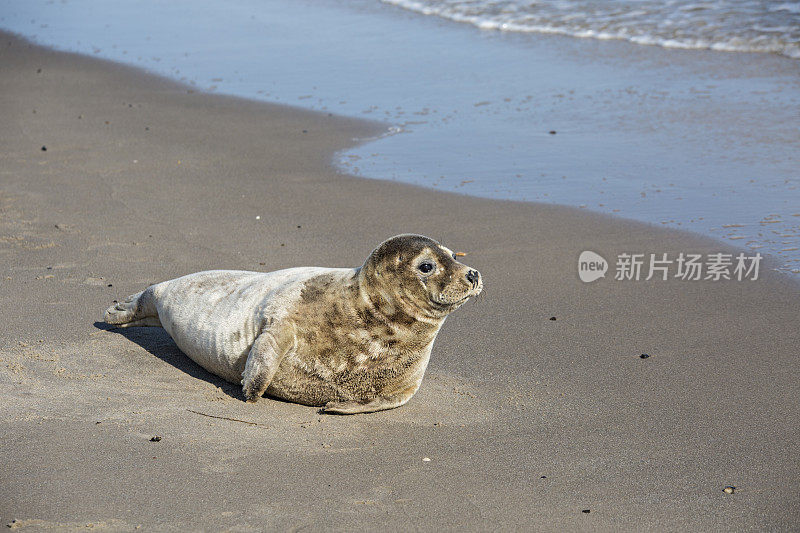 在丹麦日德兰半岛的斯卡根，海豹在享受日光浴