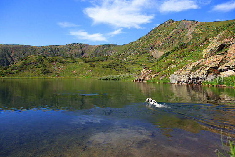 一只狗坐在湖边的岩石上
