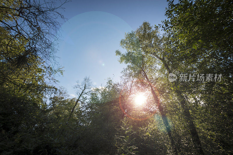 夕阳的镜头在树林中摇曳