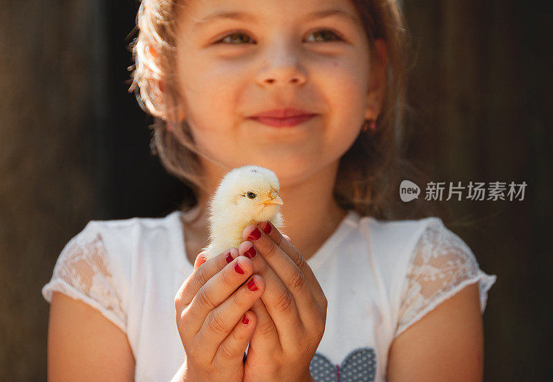 快乐的小女孩手里拿着一只鸡。孩子与家禽。近距离观察小鸡在女孩的手。选择性聚焦和暖色照片。国内的动物。