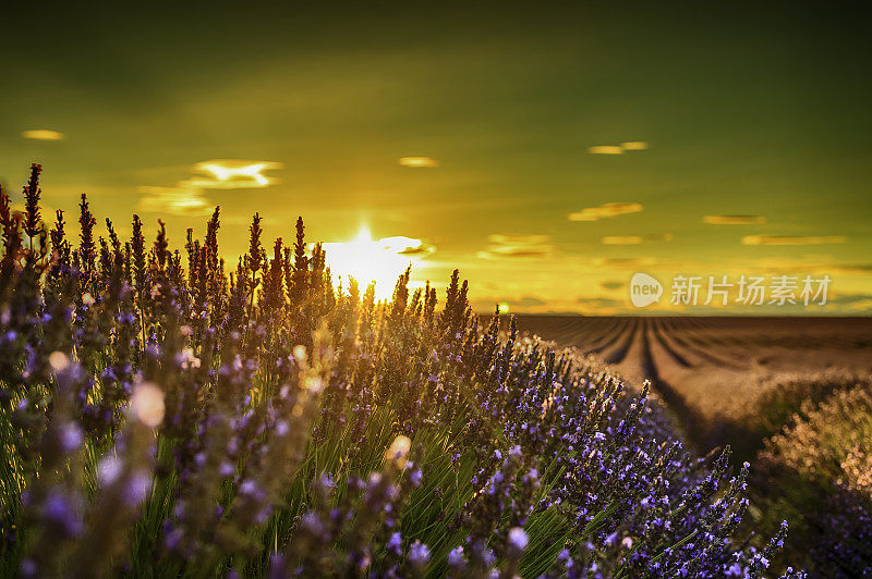 夕阳下的薰衣草田