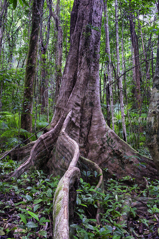 澳大利亚昆士兰莫斯曼峡谷的扶壁根树