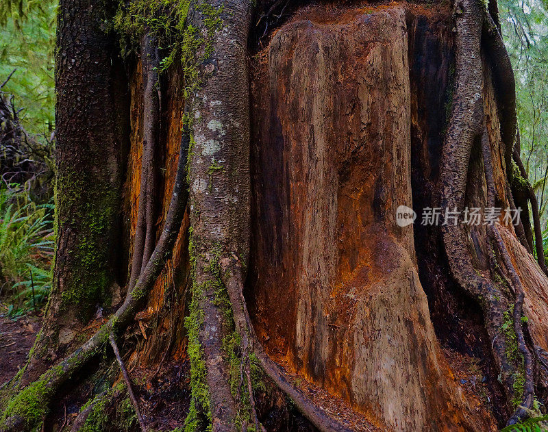 奎纳尔特雨林树桩