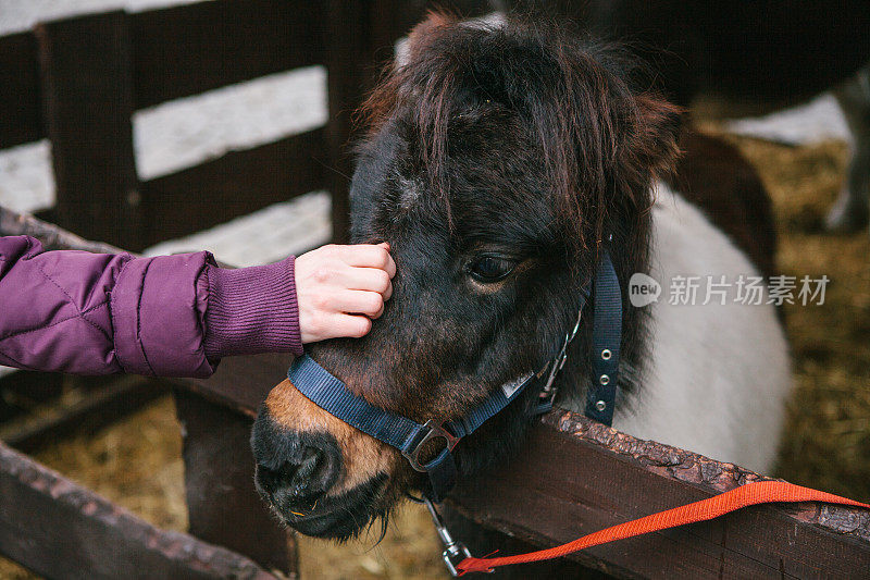 女孩的手抚摸着小马驹的头。手在温暖的夹克的身份不明的女孩抚摸着滑稽的彩色小马的口吻站在木栅栏后面的马厩。