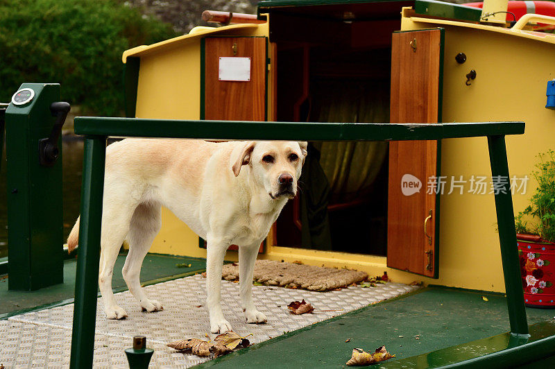 英国运河上的拉布拉多寻回犬