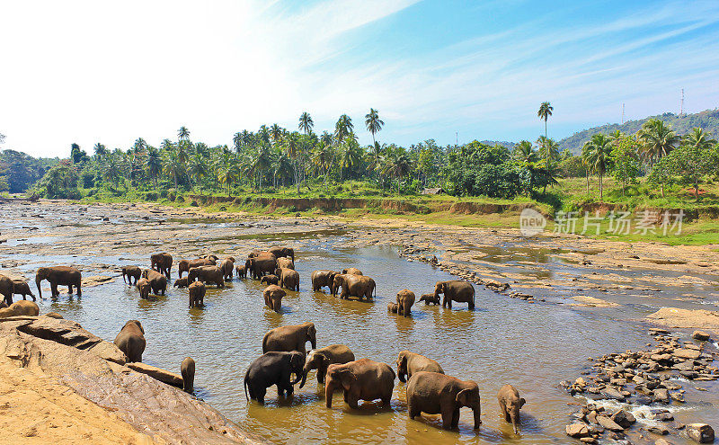 Pinnawala大象孤儿院，斯里兰卡