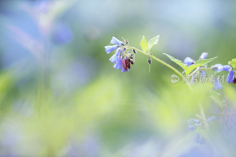 常见的聚合草(officinale合欢草)花