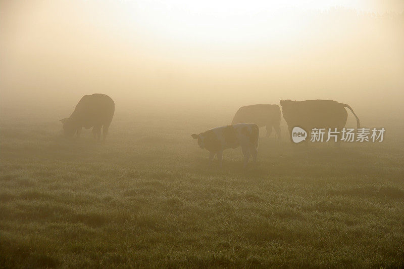 在薄雾中放牧的奶牛