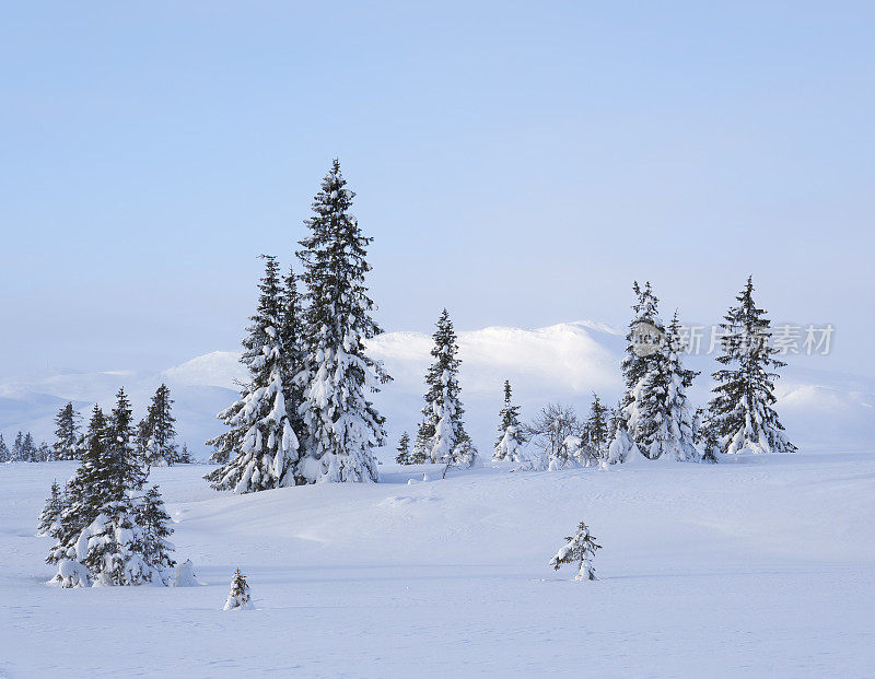 挪威奥普兰县辛弗杰尔，积雪覆盖的山峰和云杉