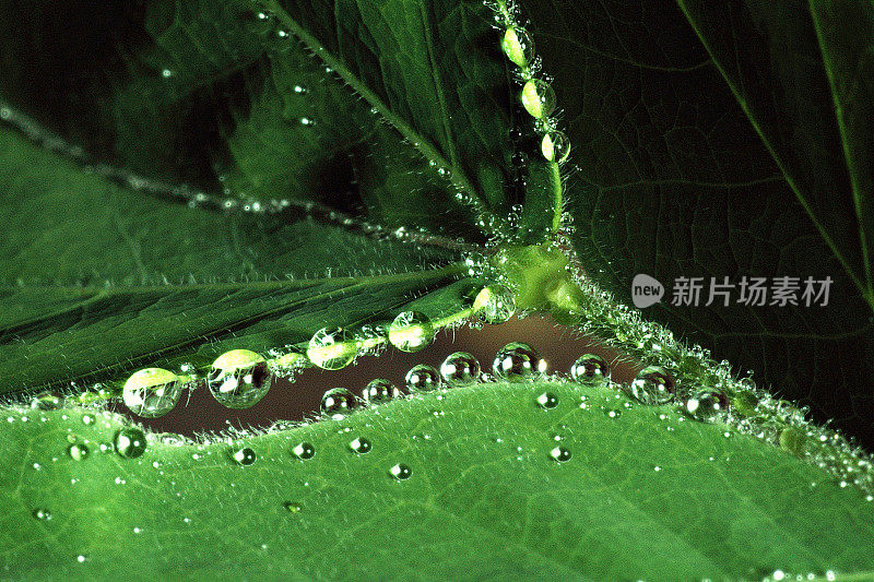 近距离观察绿叶上的雨滴。