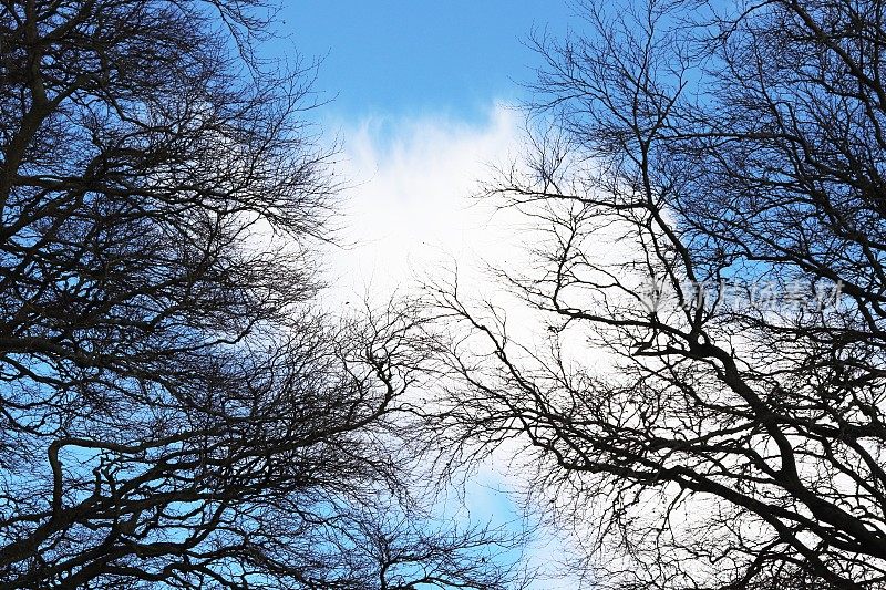 蓝天下的裸树俯视图