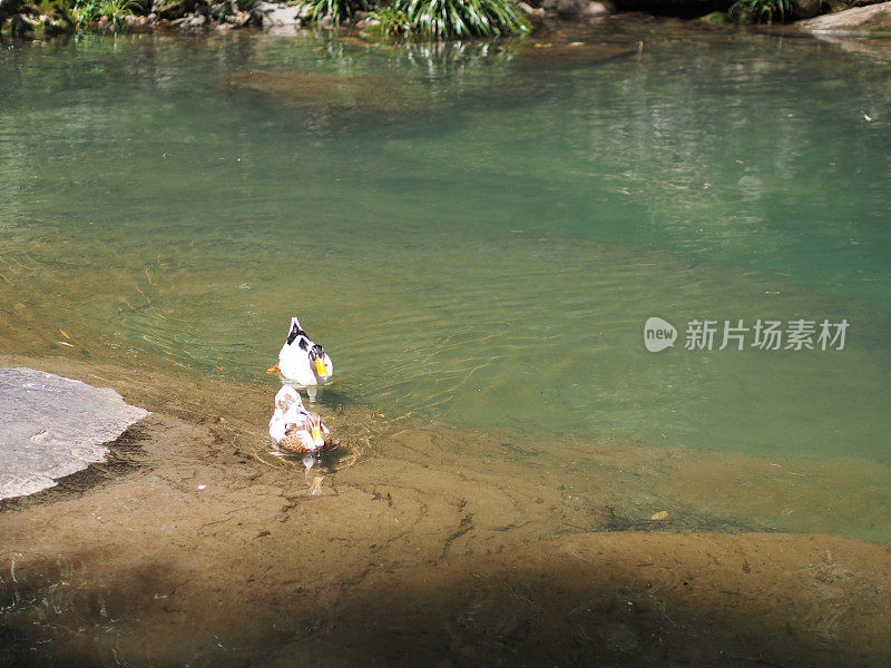 一对可爱的鸳鸯在三峡大坝附近的当地村庄的河边。2014年4月11日在中国湖北省宜昌市旅游。