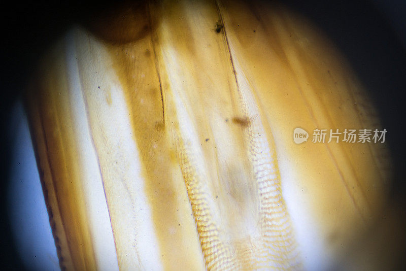 显微镜下的蜜蜂嘴部