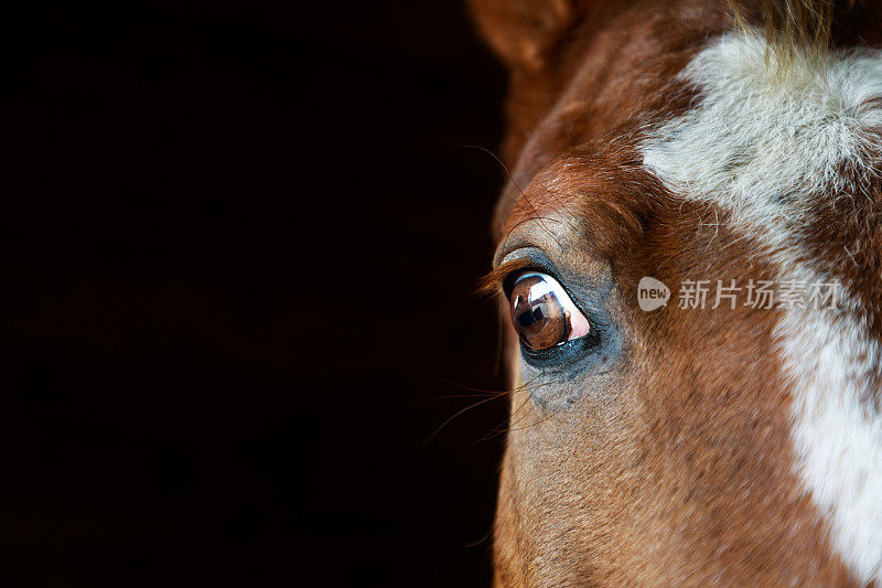 马的眼睛特写