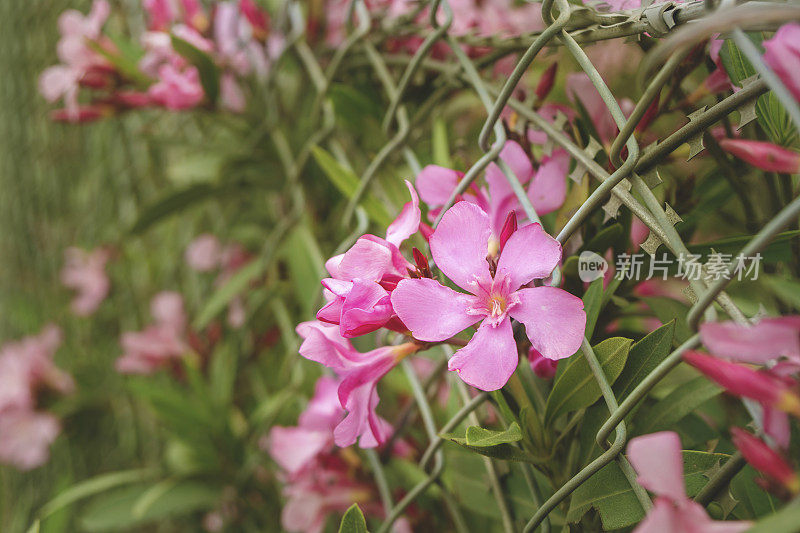 粉红色的花被栅栏挡住了