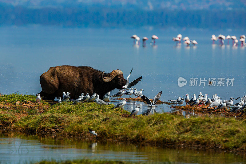 纳库鲁湖的非洲水牛、灰头鸥和火烈鸟