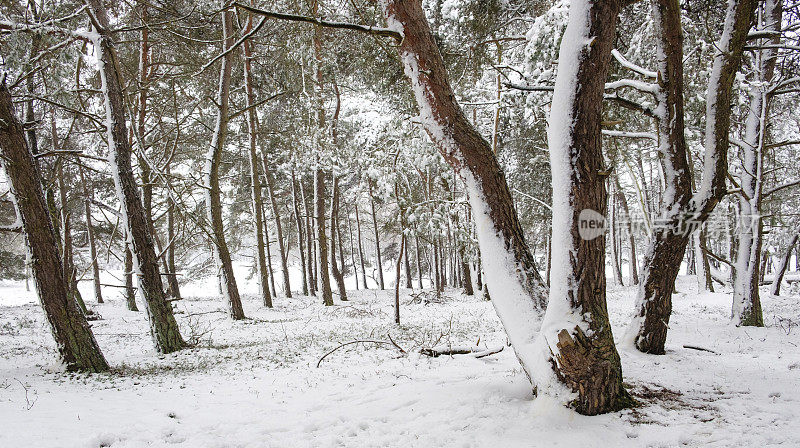 雪景在寒冷的冬日里与新鲜的雪