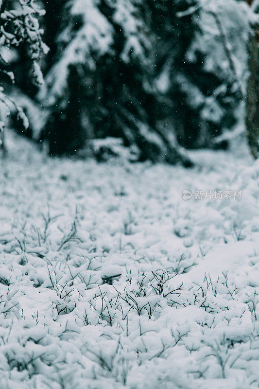 神奇的雪覆盖了树木。美丽的冬天的风景