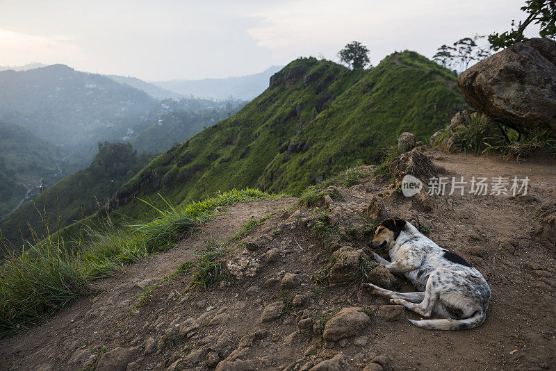 斯里兰卡艾拉，小狗在小亚当峰的地上打盹