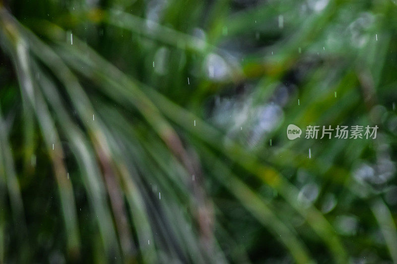 雨滴和棕榈树叶