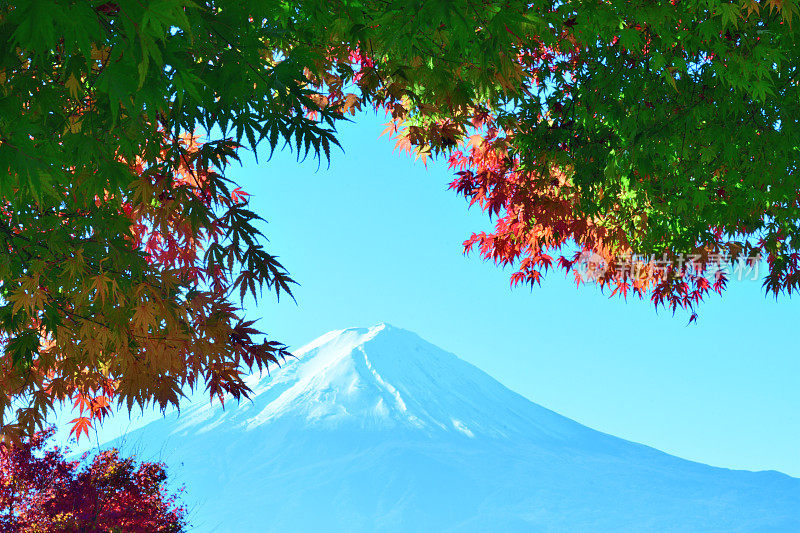 日本富士五湖地区的富士山和秋叶