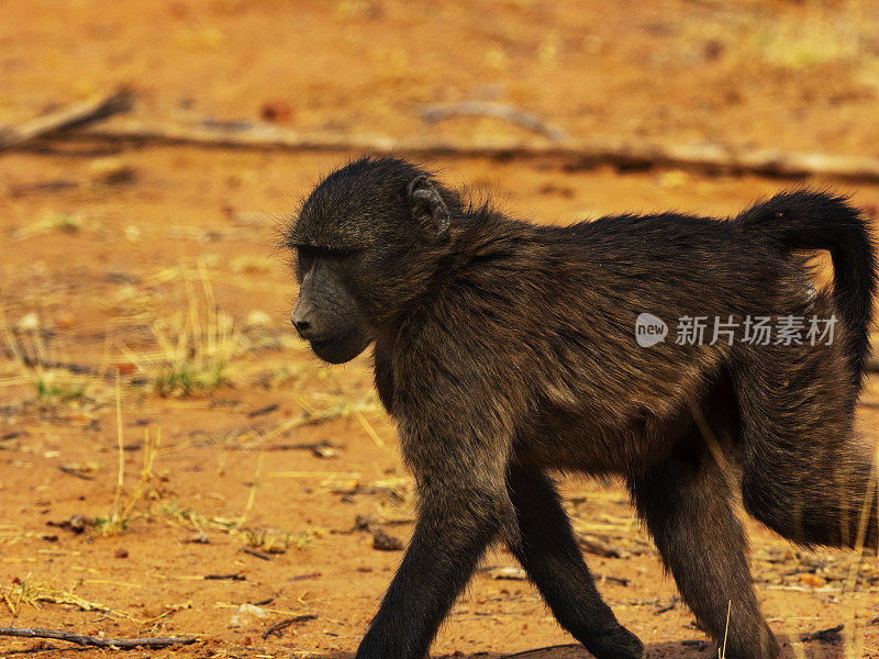 野生狒狒的幼崽