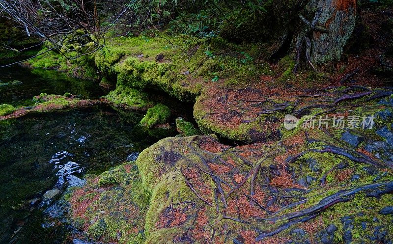 麦肯齐河岩石根