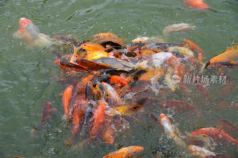 喂食锦鲤鲤鱼