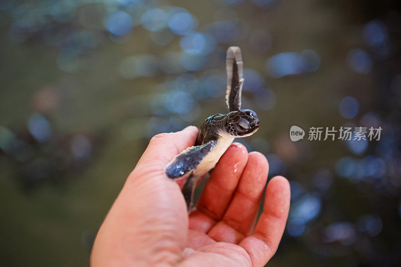 手握小海龟