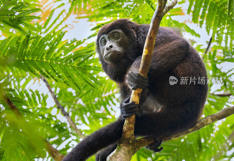 哥斯达黎加托图盖罗国家公园热带雨林树梢上的披毛吼猴