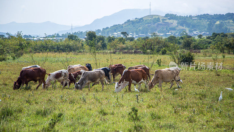 埃塞俄比亚:一群牛
