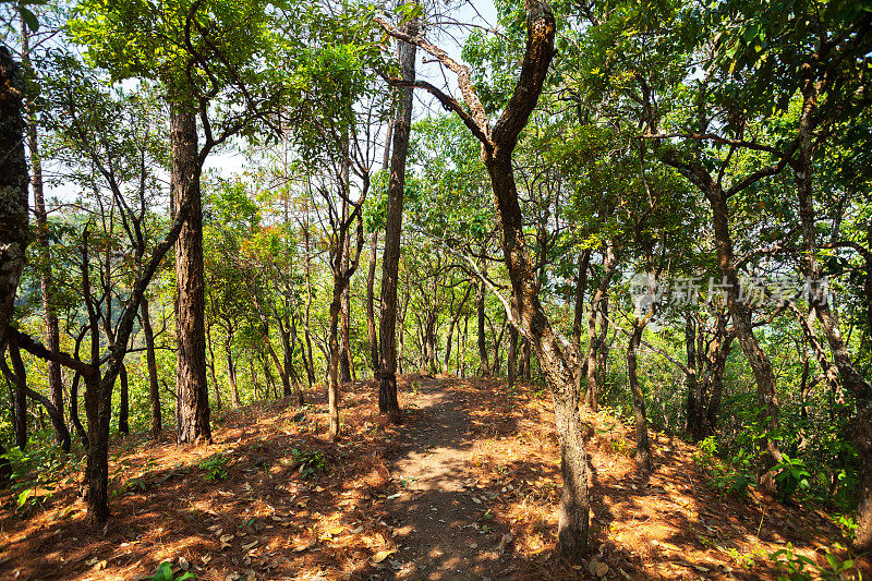 泰国树林中的小径
