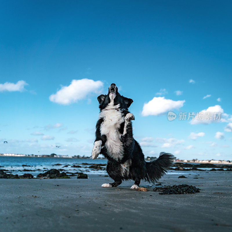 在一个阳光明媚的日子里，边境牧羊犬在海滩上跳着抓着一根棍子