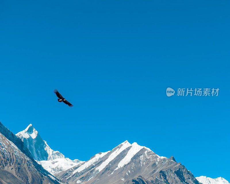 尼泊尔-鹰在喜马拉雅山狩猎