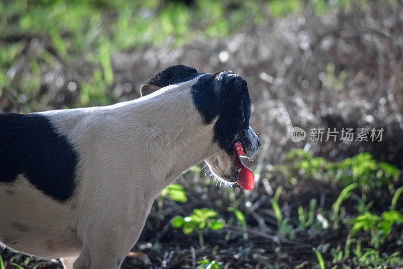 后院的狗