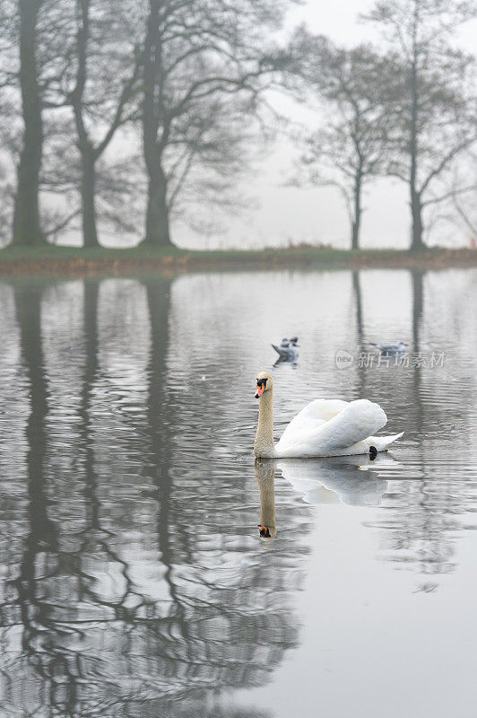 湖上沉默的天鹅