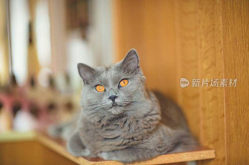 夏特鲁猫在架子上