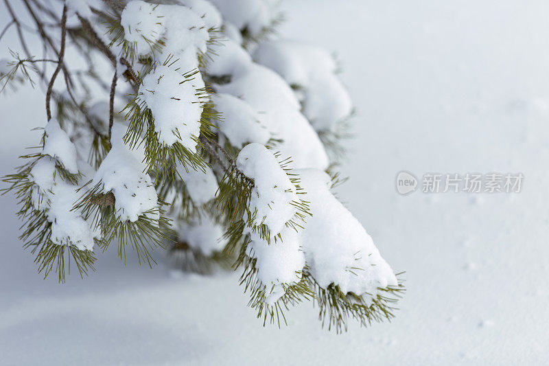 松树枝上的新雪