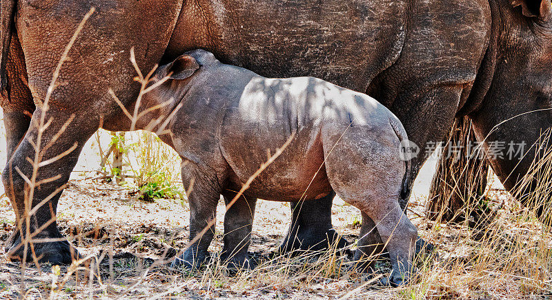 白犀牛妈妈在喂她的宝宝
