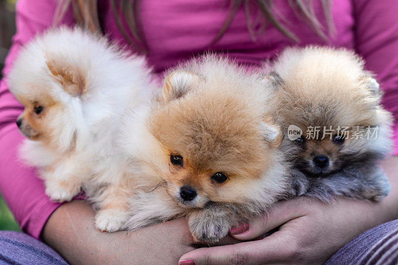 微笑的年轻女子抱着她的博美犬