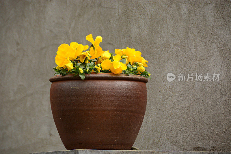 黄色花园三色堇塞在花盆里。