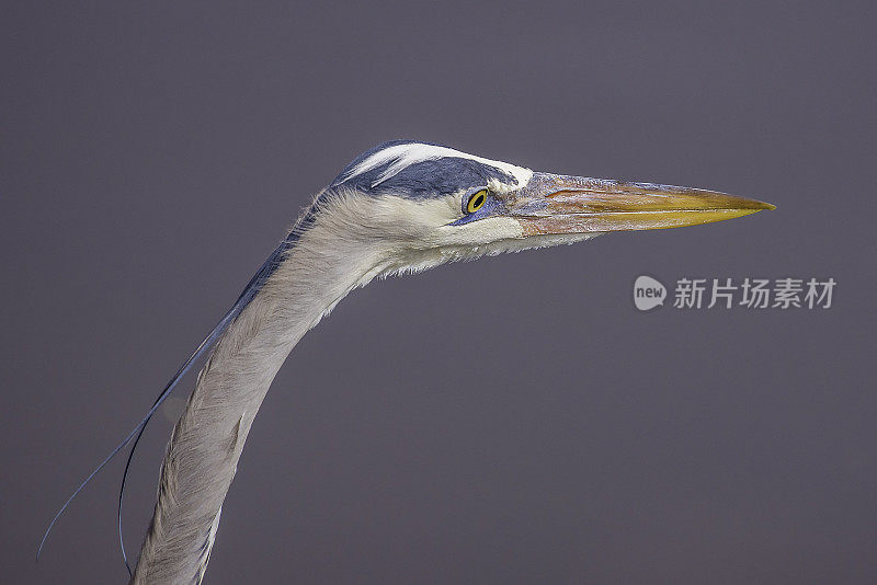 大蓝鹭特写，捕鱼