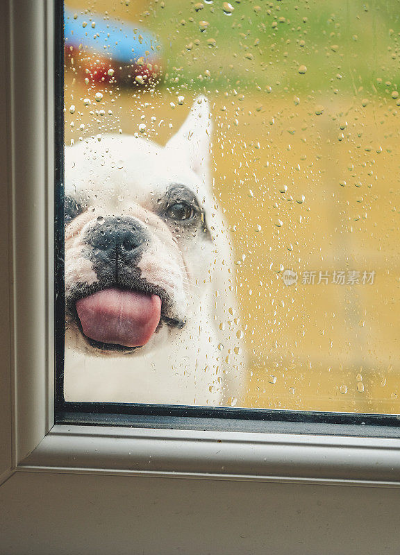 一只法国斗牛犬在舔玻璃门上的水