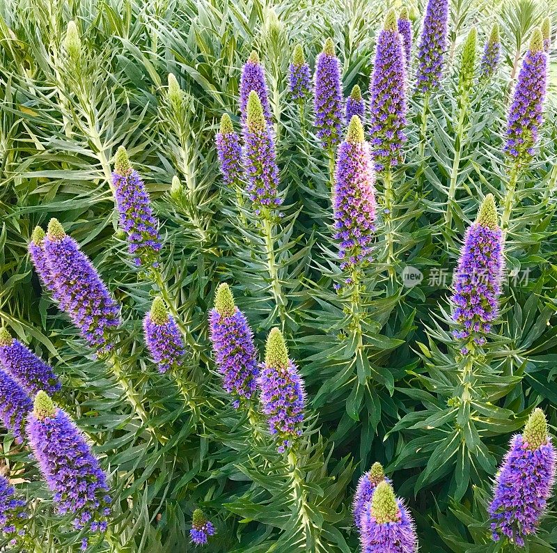 紫花植物野外特写